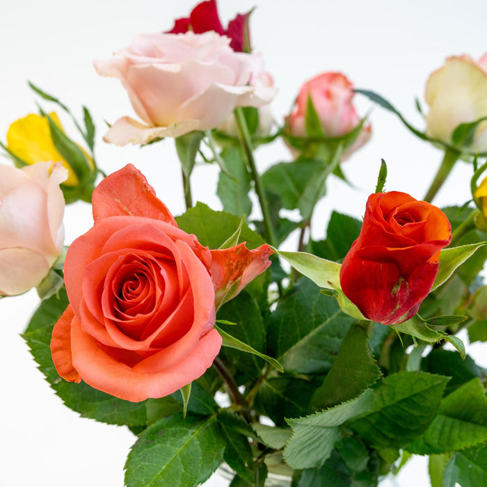Letterbox Roses Mixed Colors - ↕35cm