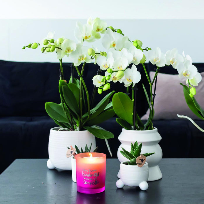 Witte Phalaenopsis orchideeën - Amabilis - 2x - Ø9cm - Bloeiende kamerplant
