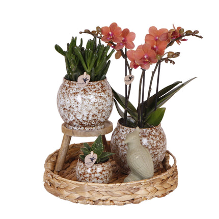 Gift set Untamed Nature | Plantenset met rode Phalaenopsis Orchidee en Succulenten incl. keramieken sierpotten