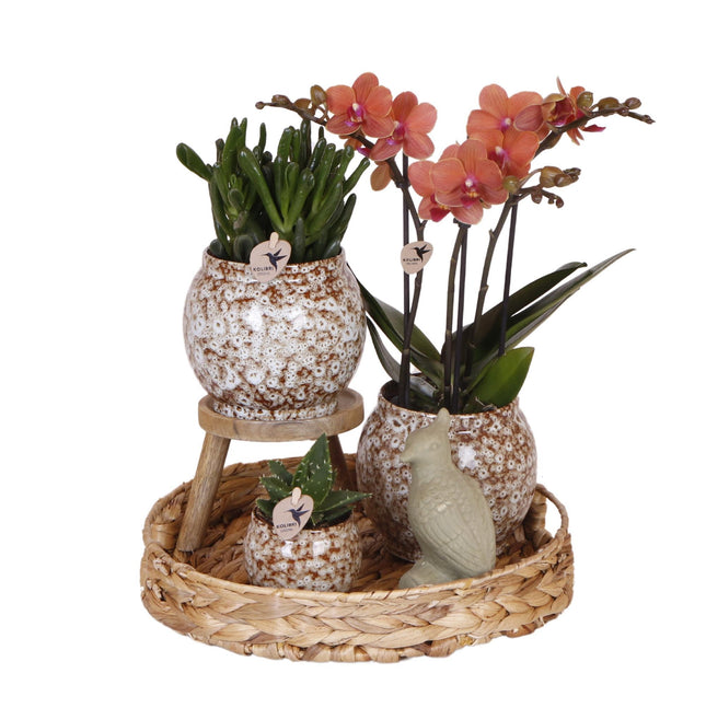 Set regalo Natura Incontaminata | Set di piante con orchidea Phalaenopsis rossa e piante grasse, inclusi vasi decorativi in ​​ceramica.