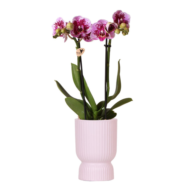 Orchidea Phalaenopsis rosa-violacea - El Salvador + Diabolo rosa - Ø9cm - Pianta da interno fiorita