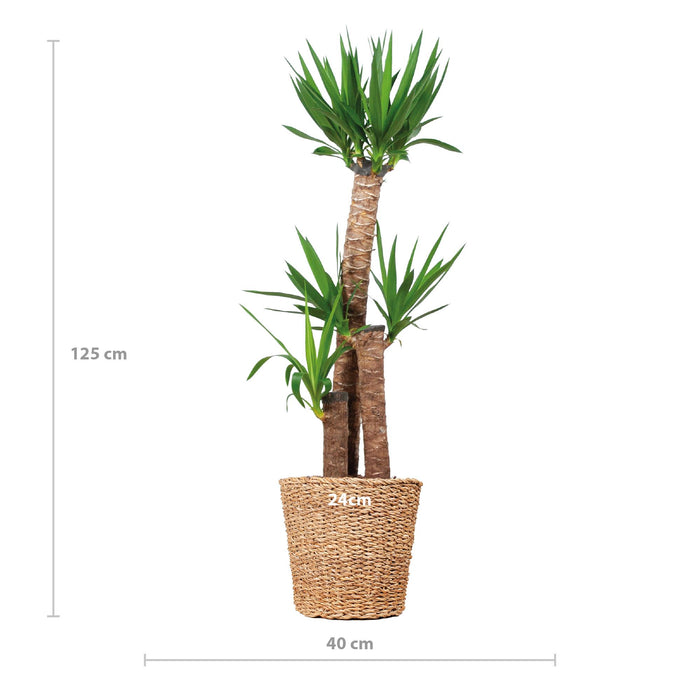 Yucca XL met mand Torun - ↕125cm - Ø24cm