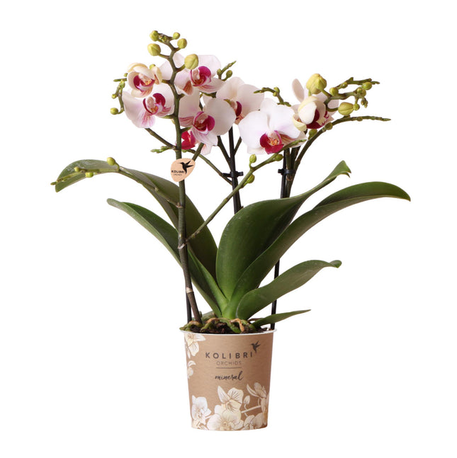 Weiße Phalaenopsis-Orchidee – Mineral Gibraltar – Ø 9 cm – Blühende Zimmerpflanze
