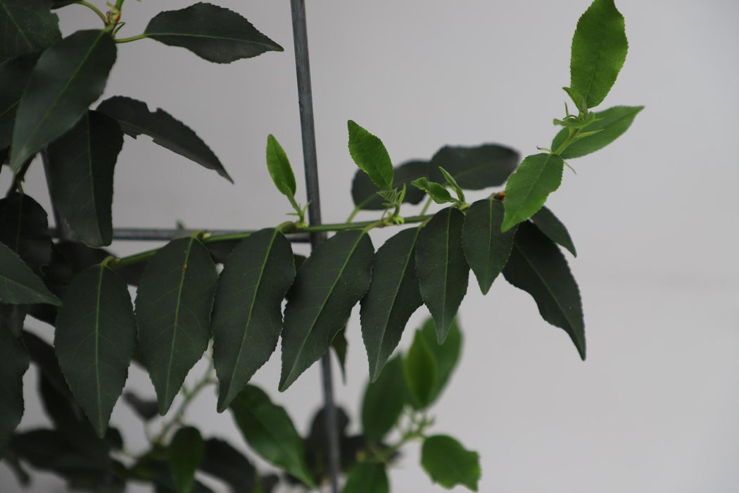 Kant en Klaar Haag - Prunus lusitanica 'Angustifolia' - ↕180cm - 1x