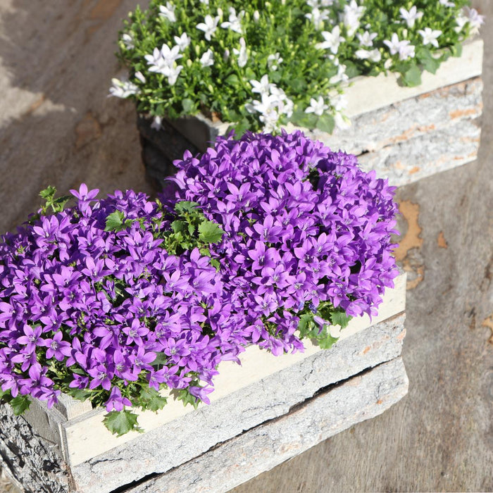 Campanula Addenda Ambella Intense purple - Houten schaal met 2 tuinplanten - Ø12cm - winterhard