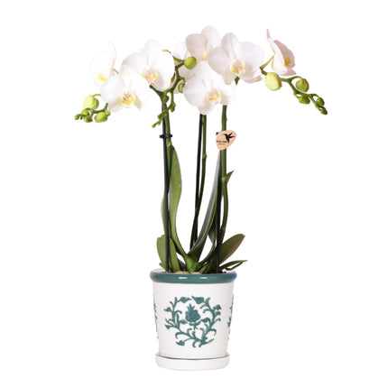 Witte orchidee Amabilis + Malaga sierpot groen - Ø9cm - Bloeiende kamerplant