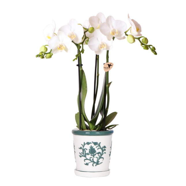 Orchidea Amabilis bianca + vaso decorativo Malaga verde - Ø9cm - Pianta da interno fiorita