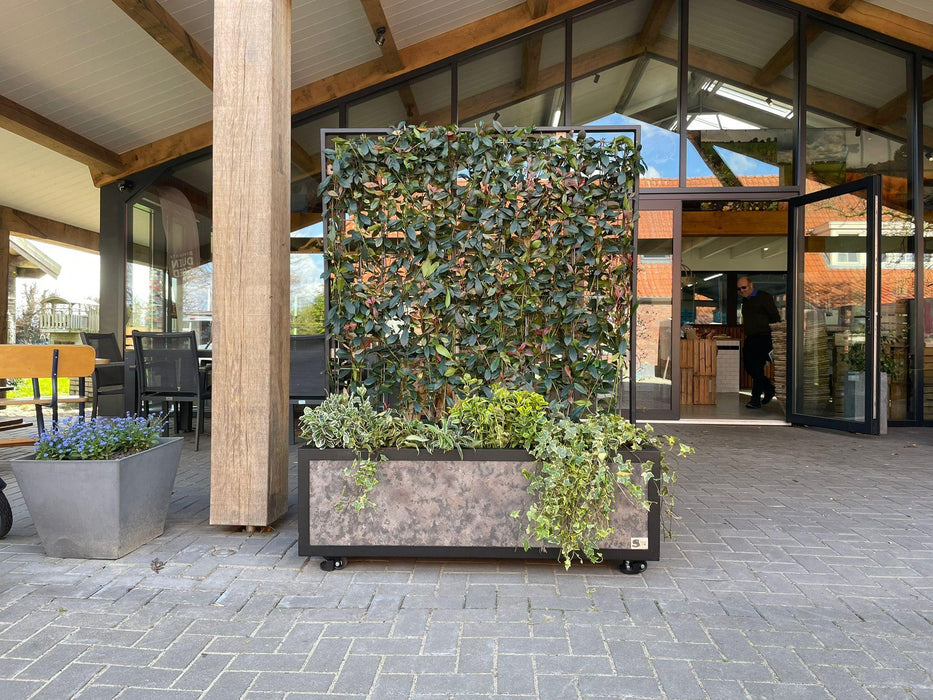 Ribes Nigrum 'Titania' - ↕180cm - 1x