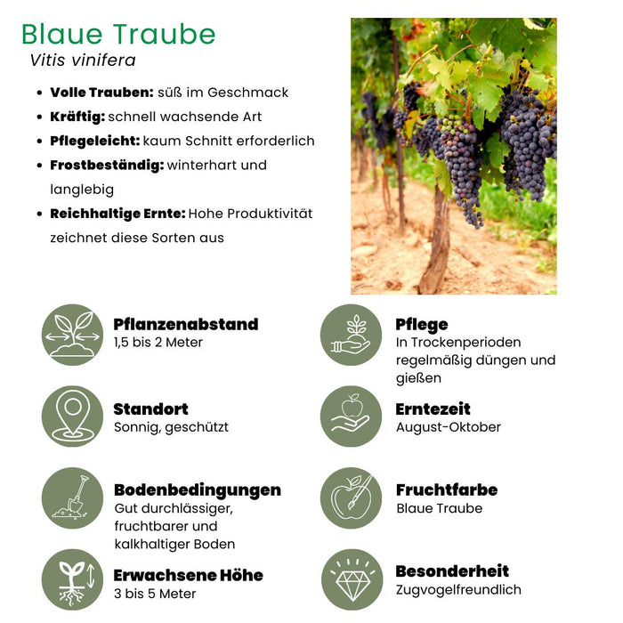 Druivenplanten Biologisch - ↕20cm - Ø13cm - 6x