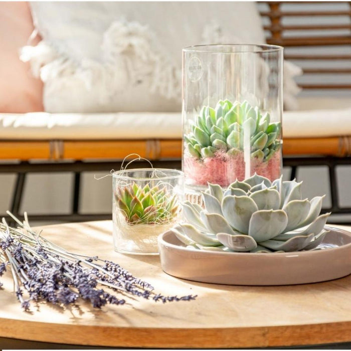 ROOTLESS Succulent Echeveria Lilacina in schaal 'wit' - ↕5cm - Ø20cm