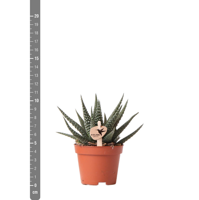 Haworthia Royal Highnness - Vetplant - Ø6cm - groene kamerplant - Kolibri Greens