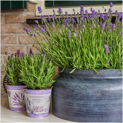 Lavandula Angustifolia Felice® w doniczce dekoracyjnej „Lawendowy nadruk” - Ø13cm - Rośliny Lawendy - 3x