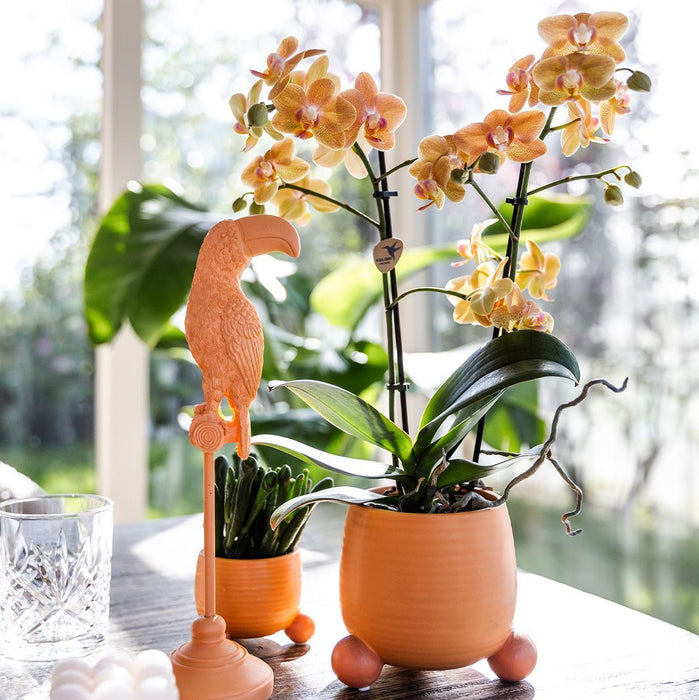 Oranje Phalaenopsis orchidee - Mineral Bolzano + Rolling peach - Ø9cm - Bloeiende kamerplant