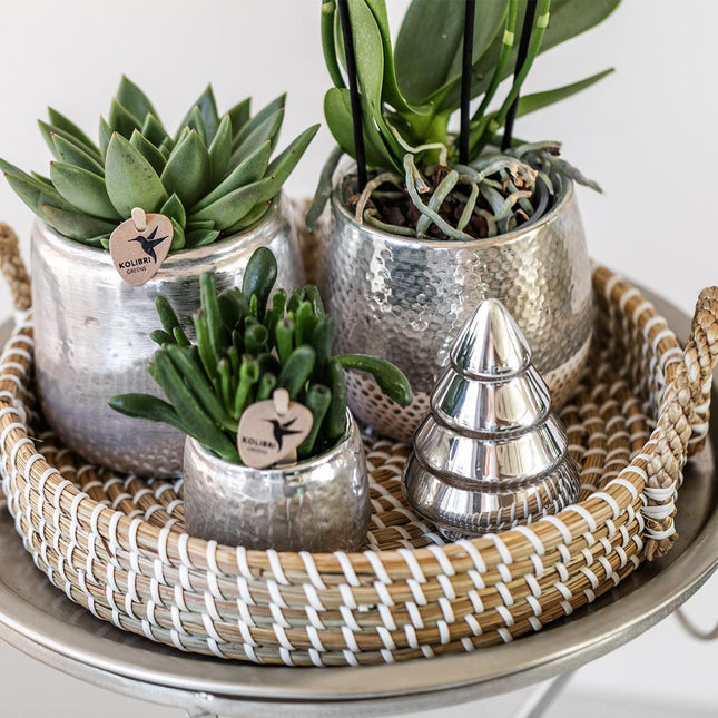 Kolibri Home | Maceta Elite plateada - Ø9cm