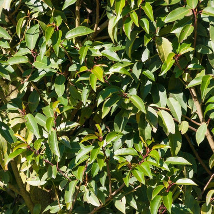 Cherry Portuguese Laurel plants for 10 linear meters of hedge - ↕80-100 cm in 12 liter pot - 25x