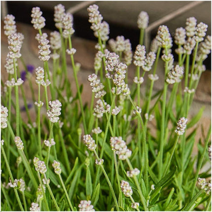 Lavendel Angustifolia white - ↕15cm - Ø7cm  - 4 x 6 pack - 24x