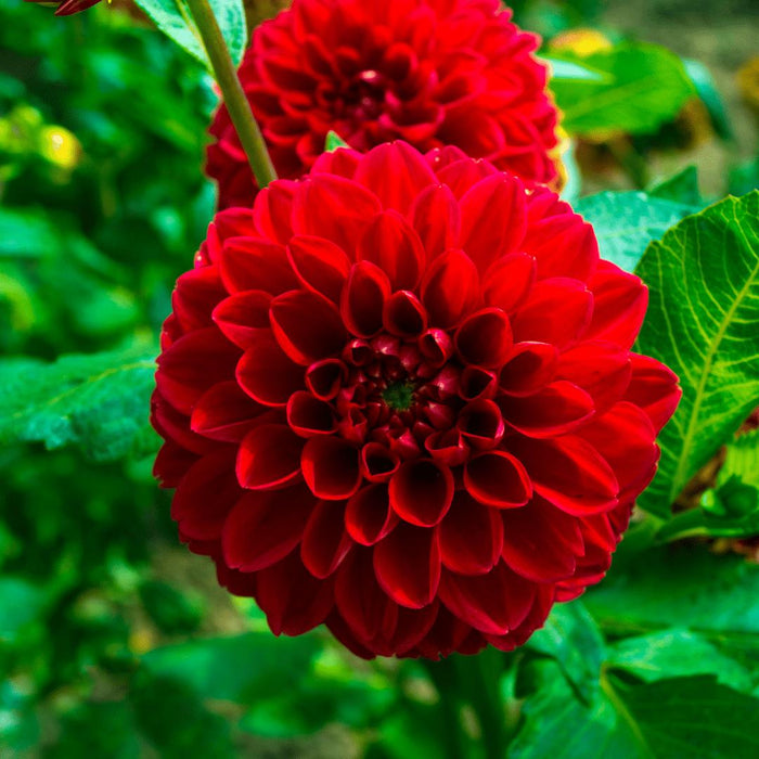 Dahlia Bollen | 12 dahlia heatwave knollen voor 2m², grote dieprode bloemen