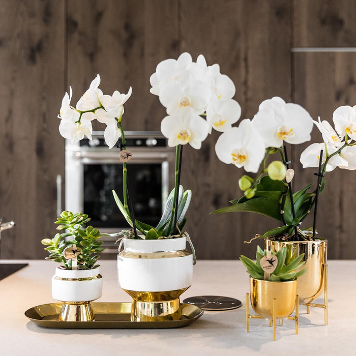 Rhipsalis set van 2 planten in gouden Le Chic sierpotten - Vetplanten - keramiek - Ø9cm - Kolibri Greens