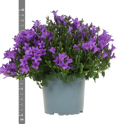 Campanula Addenda - Campanilla violeta - Ø12cm