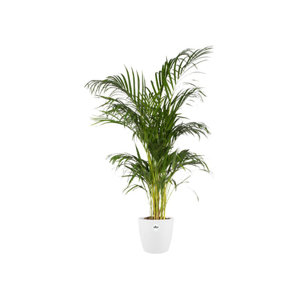 Pot elho Brussels Round White D30 x H27 - Plant pot