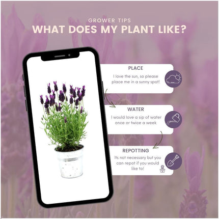 Lavandula stoechas Anouk® im dekorativen Topf „Old Look“ – Ø 13 cm – Französischer Lavendel – 3 Stück 