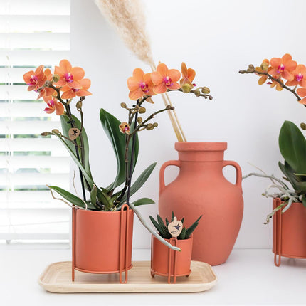 Orange Phalaenopsis orkidé - Mineral Bolzano - Ø9cm - Blomstrende stueplante