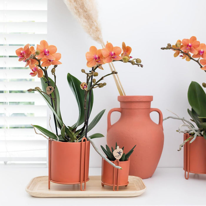 Oranje Phalaenopsis orchidee - Mineral Bolzano - Ø9cm - Bloeiende kamerplant
