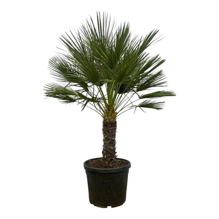 Chamaerops Humilis am Stamm - Zwergpalme - ↕180 cm - Ø45 cm