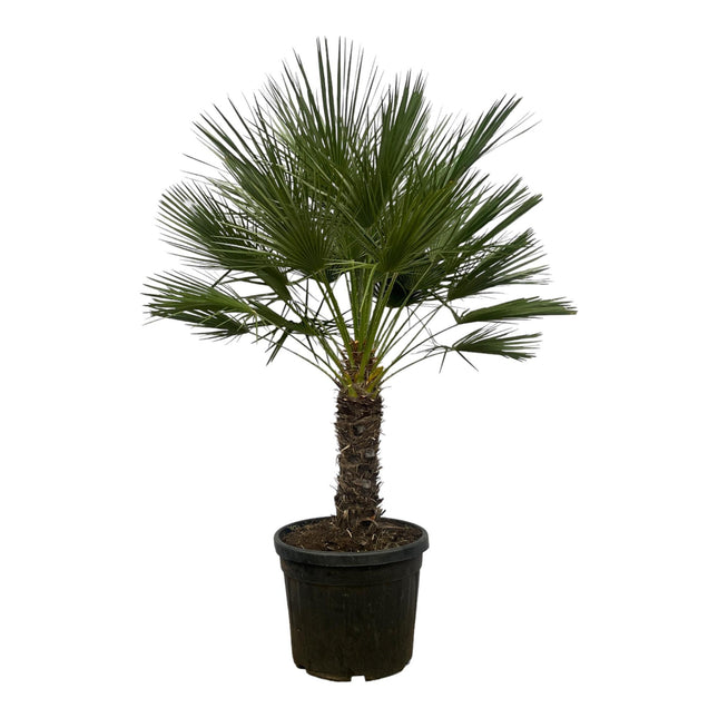 Chamaerops Humilis sur tronc - Palmier nain - ↕180cm - Ø45cm