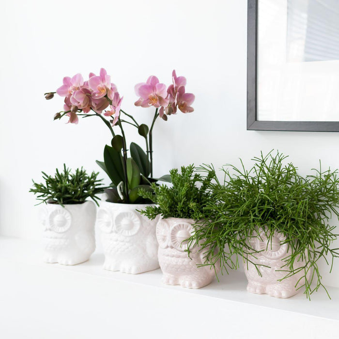 Planten set Owl sierpot wit - Set met Phalaenopsis orchidee Treviso Ø9cm en Groene planten Rhipsalis Ø9cm  | incl. witte keramieken sierpotten