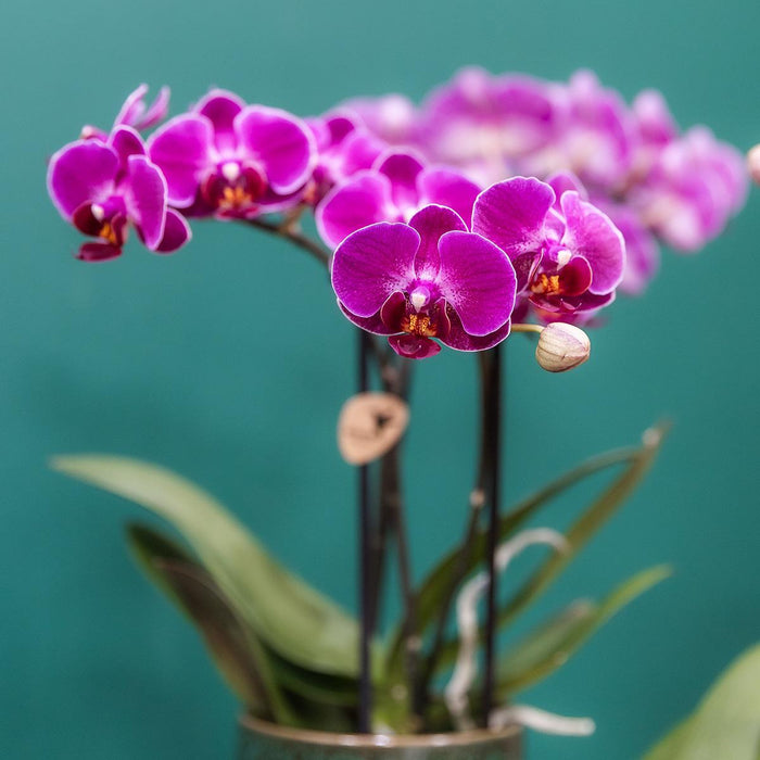 Paarse phalaenopsis orchidee - Morelia Classy green- Ø9cm - Bloeiende kamerplant