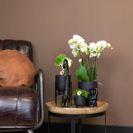 Kolibri Home | Plant Stand - Black metal raised plant stand - Ø12cm