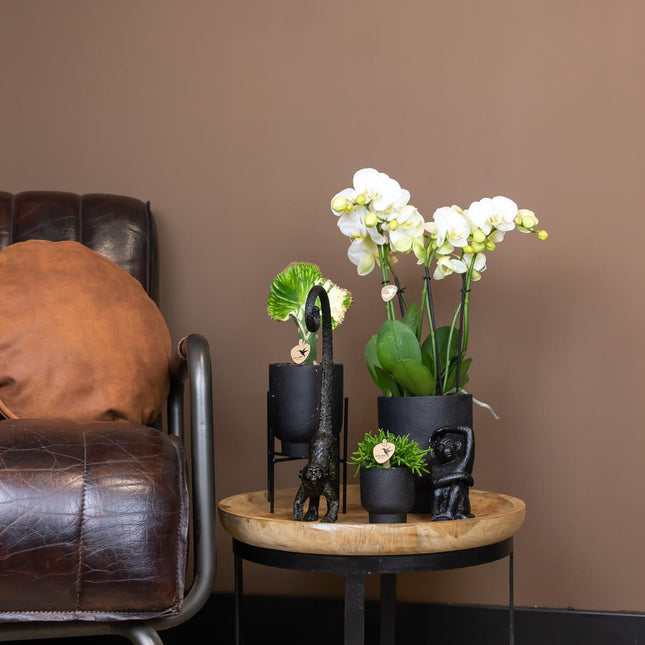 Kolibri Home | Soporte para plantas - Soporte elevado de metal negro para plantas - Ø12cm