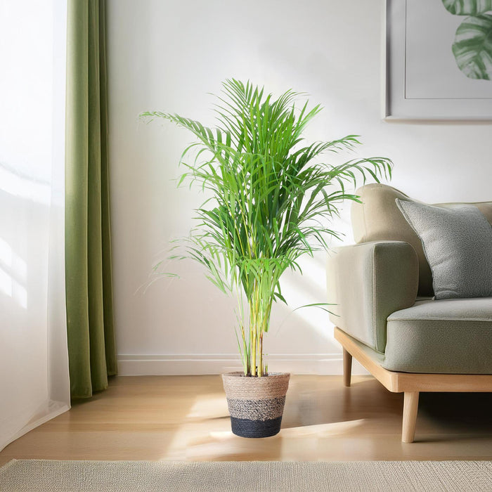 Areca Palm (Dypsis Lutescens) - Goudpalm - met Lissabon mand zwart - ↕100cm - Ø21cm