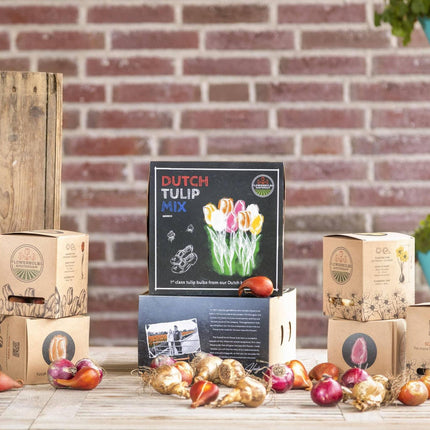 Bulbes de fleurs Amsterdam - Mélange de tulipes hollandaises - Boîte moyenne de luxe, 40 bulbes pour 1 m² de splendeur florale - Taille 12+