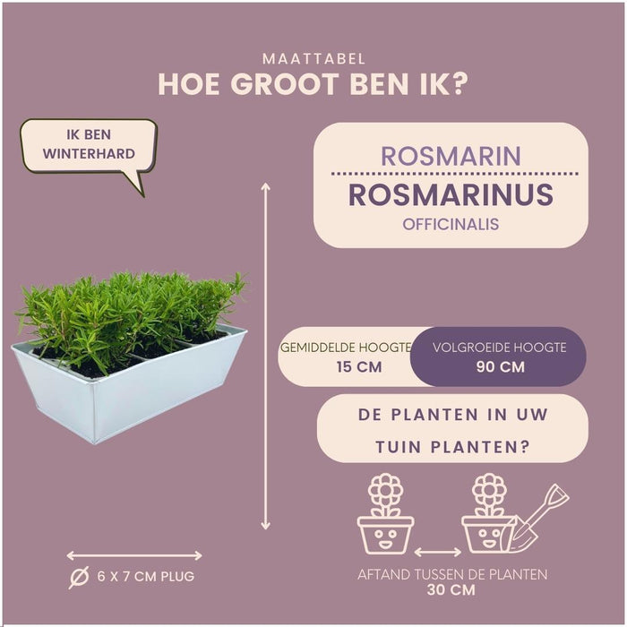 Rozemarijnplanten in deco bakje - ↕15 cm - Ø7cm - Rosmarinus Officinalis - Blue - 6x