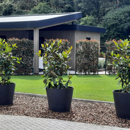 Photinia Fraseri 'Carré Rouge' - Siepe pronta all'uso - 120 x 180 cm