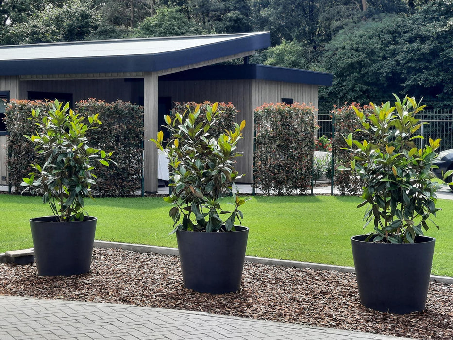 Photinia Fraseri 'Carré Rouge' - Kant-en-Klaar Haag - 120 x 180 cm
