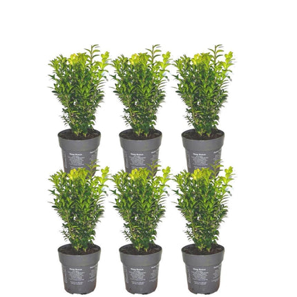 Buxus Sempervirens hæk - 1 meter - ↕20cm - Ø12cm - 6x