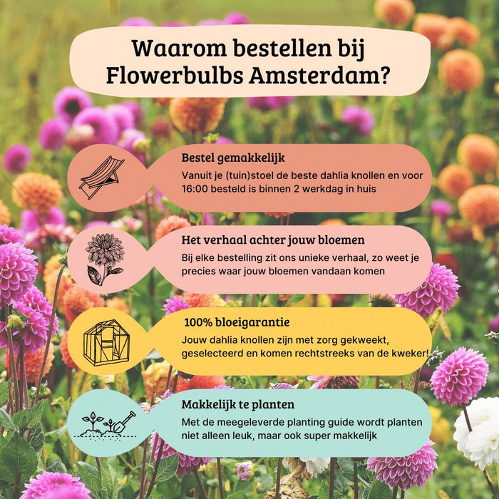 Dahlia Bollen | Mix Pompon Splash, 6 Dahlia Little Robert & 6 Dahlia Ralphie knollen voor 2m²