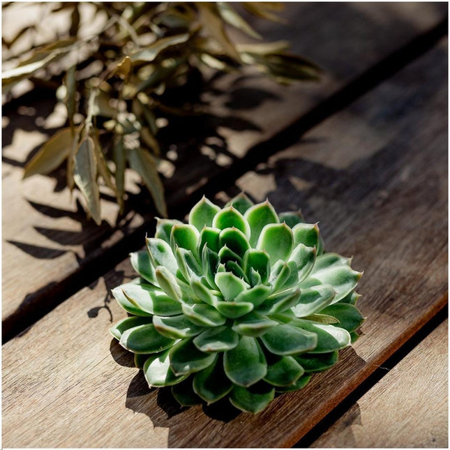 Suculenta sin raíces Echeveria Pulidonis - ↕5cm - Ø12-14 cm