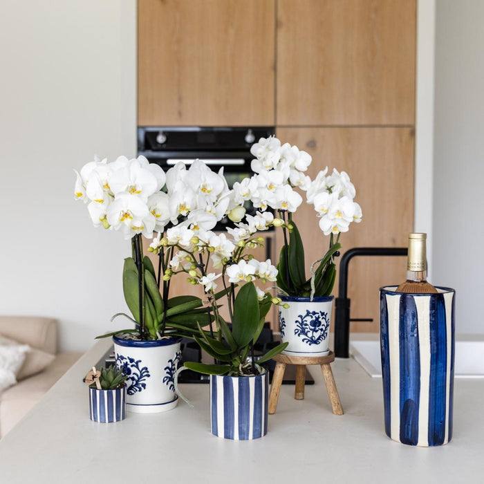 Witte Phalaenopsis orchidee Amabilis en Succulent Crassula Hobbit in Painted Stripe pot blauw - Set - Ø9cm + Ø6cm - Bloeiende kamerplant