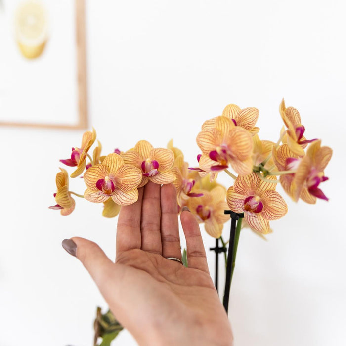 Oranje Phalaenopsis orchidee - Jamaica + Painted Stripe pot oranje - Ø9cm - Bloeiende kamerplant