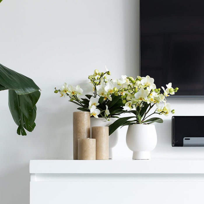 Witte Phalaenopsis orchidee – Amabilis + Scandic sierpot wit – Ø9cm – ↕45cm - Bloeiende kamerplant in bloempot