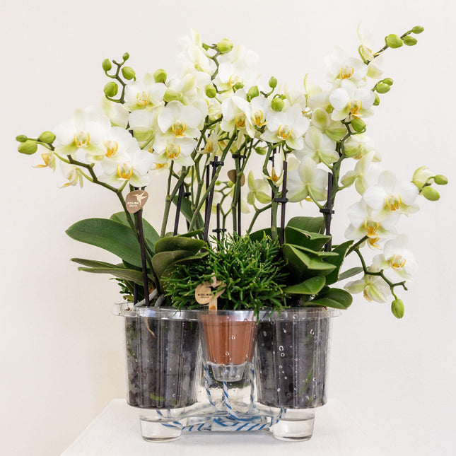 Composizione di piante bianche in cestino di cotone con serbatoio d'acqua incluso | tre orchidee Lausanne bianche da 9 cm e tre piante di Rhipsalis verdi | Bouquet Jungle bianco con serbatoio d'acqua integrato