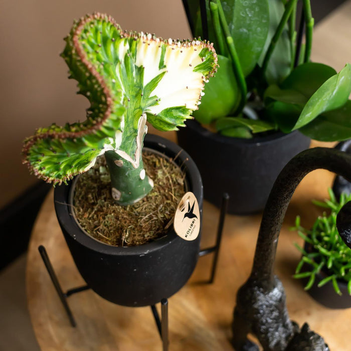 Kolibri Home | Plantenstandaard - Zwart metalen planten verhoging - Ø12cm
