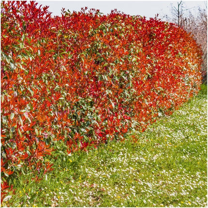 Seto de Photinia fraseri 'Red Robin' - 1 metro - Juego de 6 plantas resistentes para seto - Seto perenne
