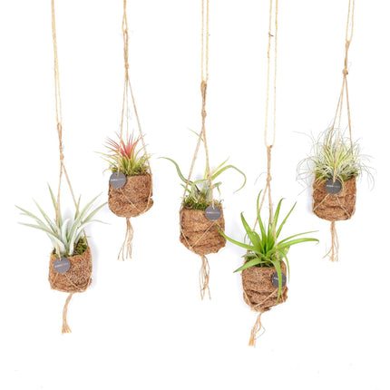 Mezcla de Tillandsia Nido de Pájaro Kokodama - 5x - ↕5cm - Ø7cm