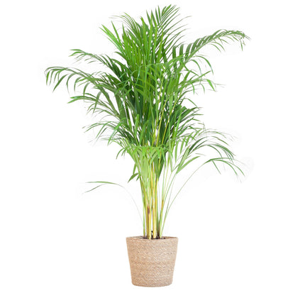 Areca Palm (Dypsis Lutescens) - Goudpalm - met Sofia mand naturel - ↕100cm - Ø21cm