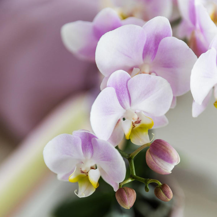 Roze orchidee Portugal + Malaga sierpot roze - Ø9cm - Bloeiende kamerplant
